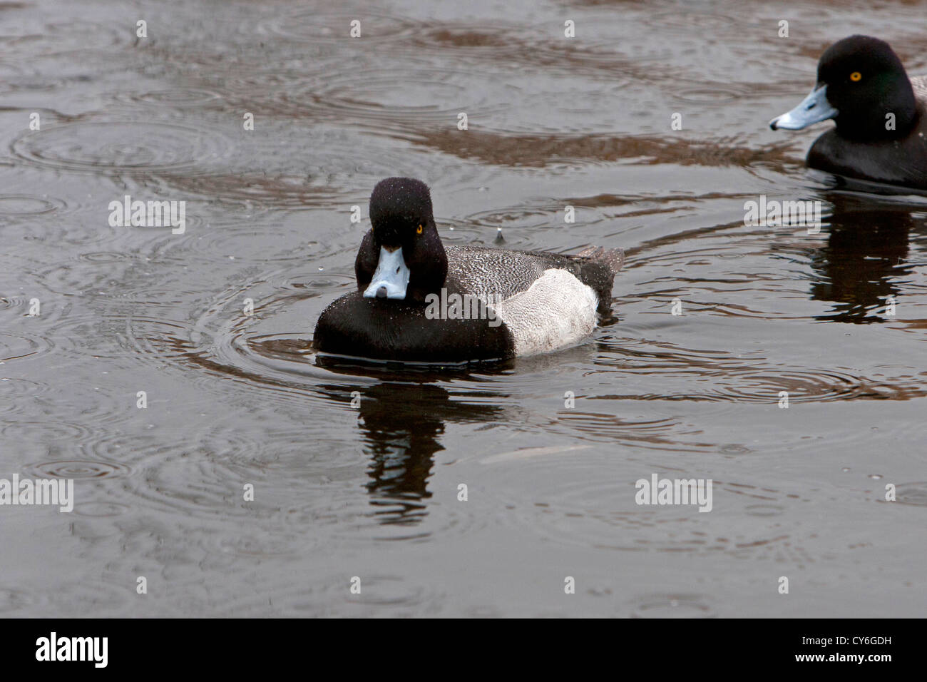 Maggiore Scaup (Aythya marila) maschio sotto la pioggia a Kings Pond, Victoria, Isola di Vancouver, BC. Canada in aprile Foto Stock