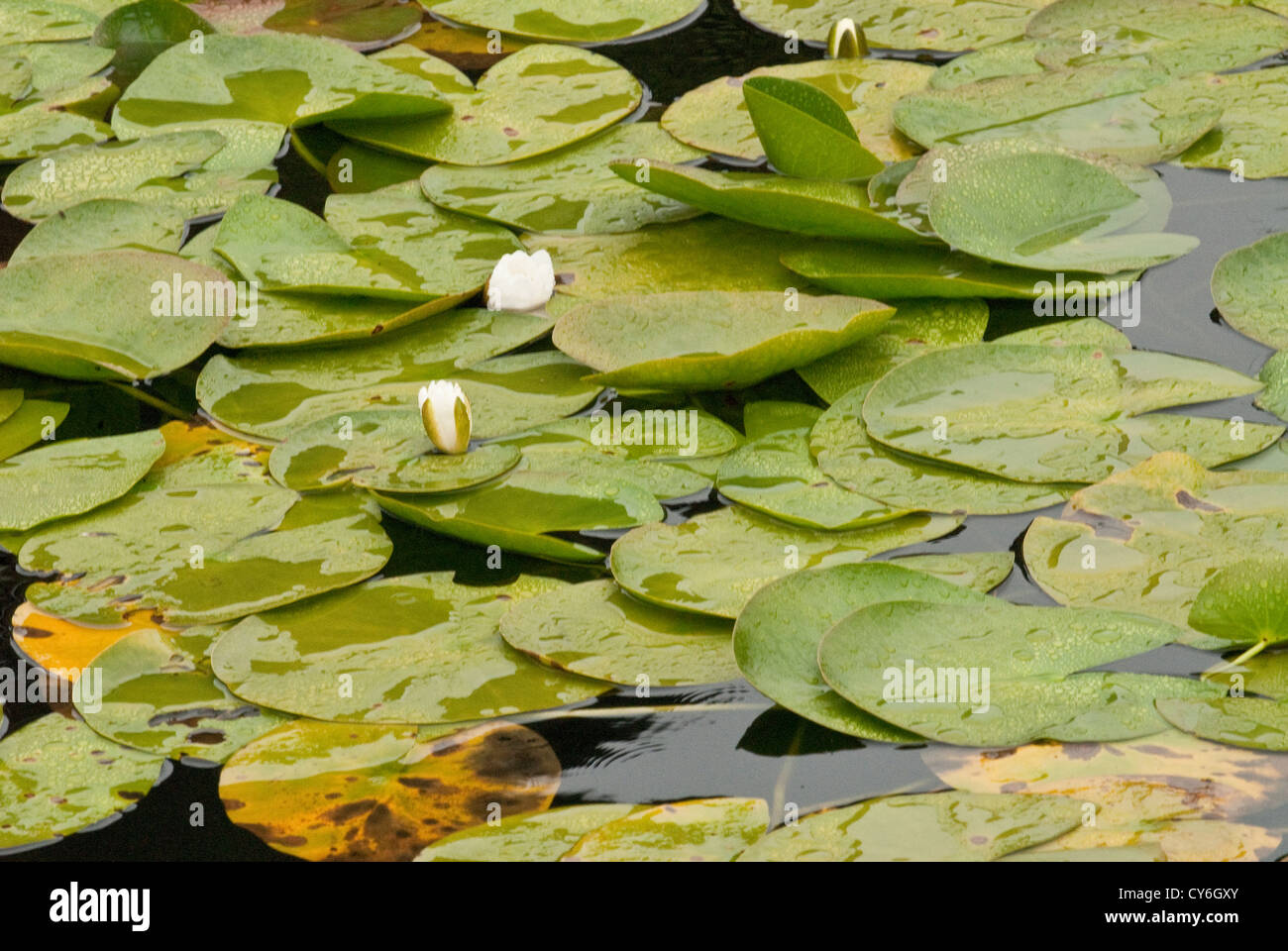 White giglio di acqua in acqua dolce Scottish loch Foto Stock