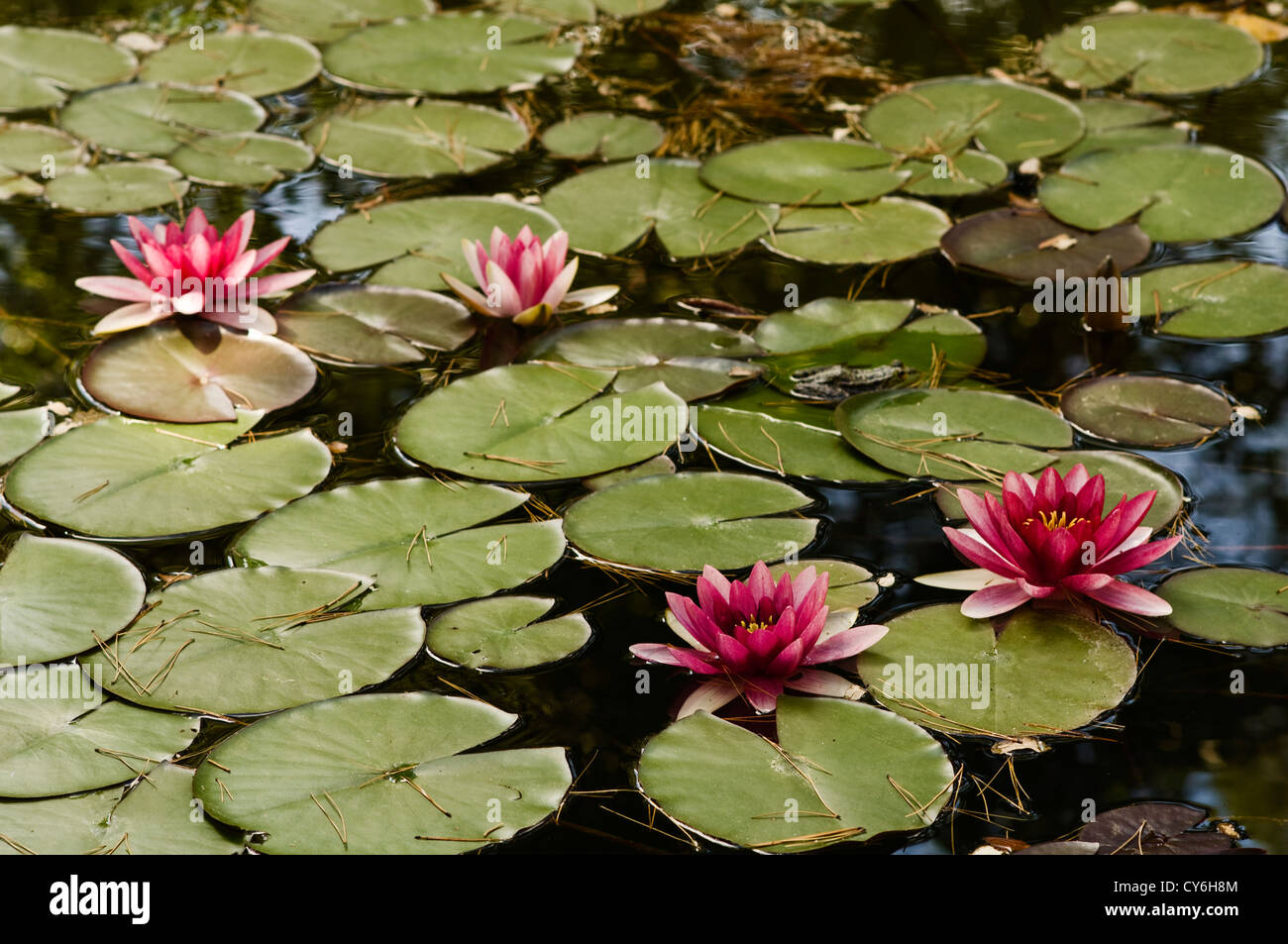 Immobiliare francese con giardino all'italiana design di organico piante regionali di Dominique Lafourcade Foto Stock