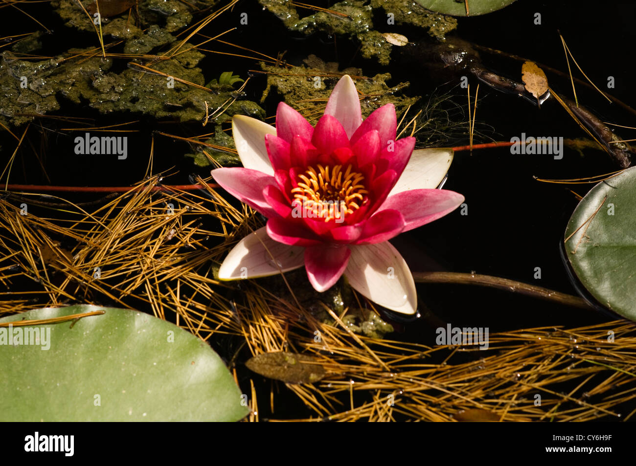 Immobiliare francese con giardino all'italiana design di organico piante regionali di Dominique Lafourcade Foto Stock