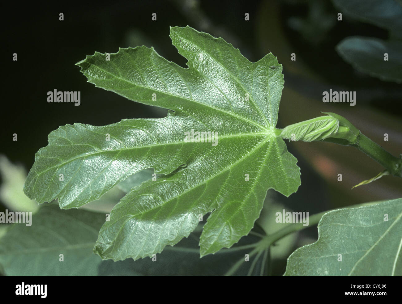 Fig Ficus carica (Moraceae) Foto Stock