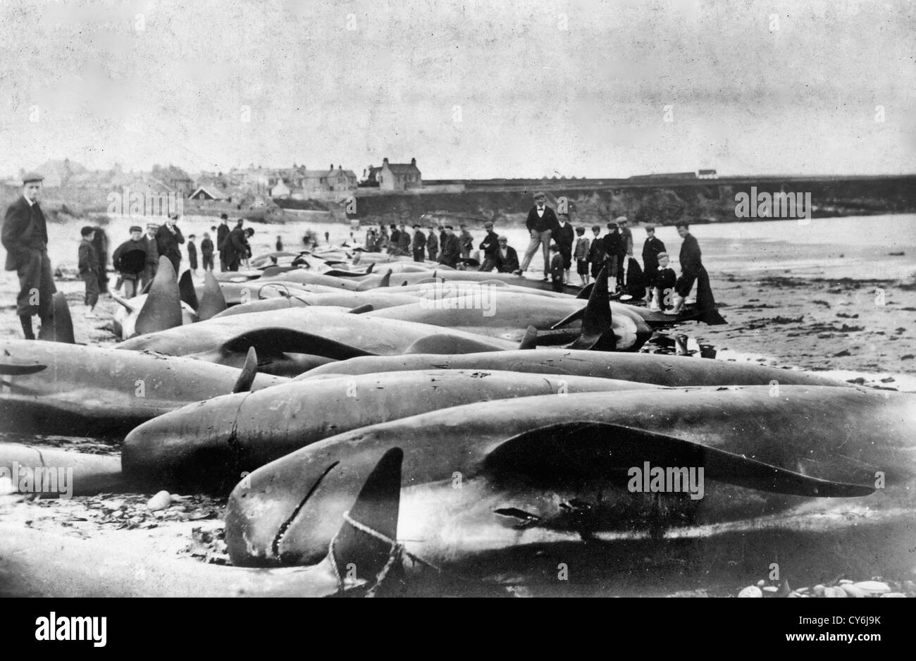 Vittime della balena cacciare le balene sulla spiaggia, circa 1900 Foto Stock