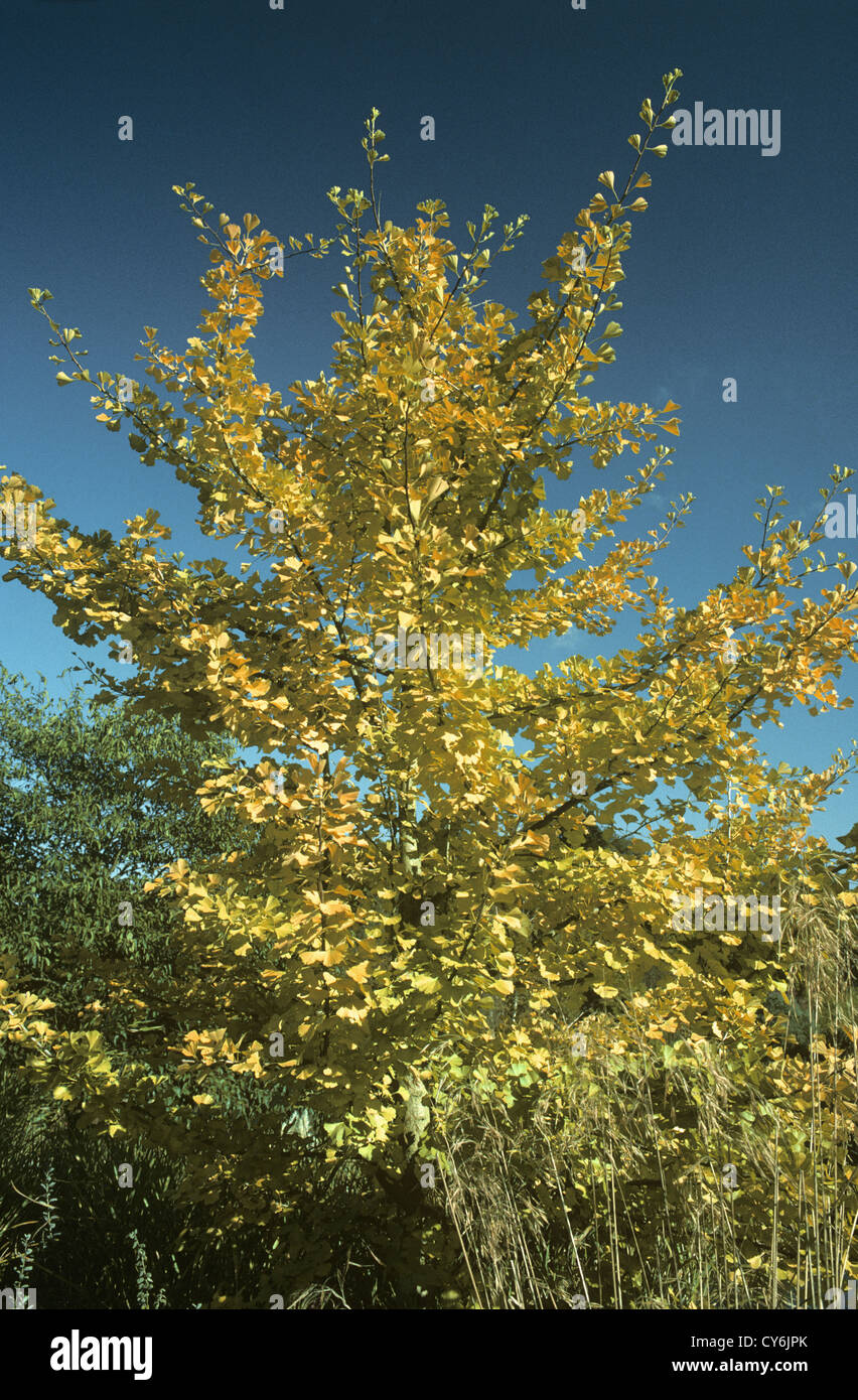 Maidenhair Tree Ginkgo biloba (Ginkgoaceae) Foto Stock
