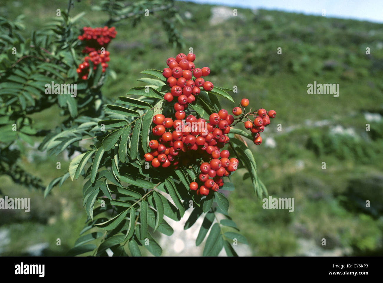 Rowan Sorbus aucuparia Rosaceae Foto Stock