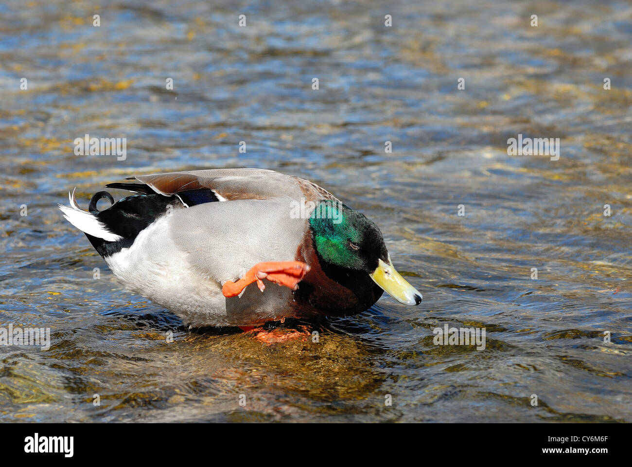 Canard un col vert sur une patte Vaucluse Provence Francia 84 Foto Stock