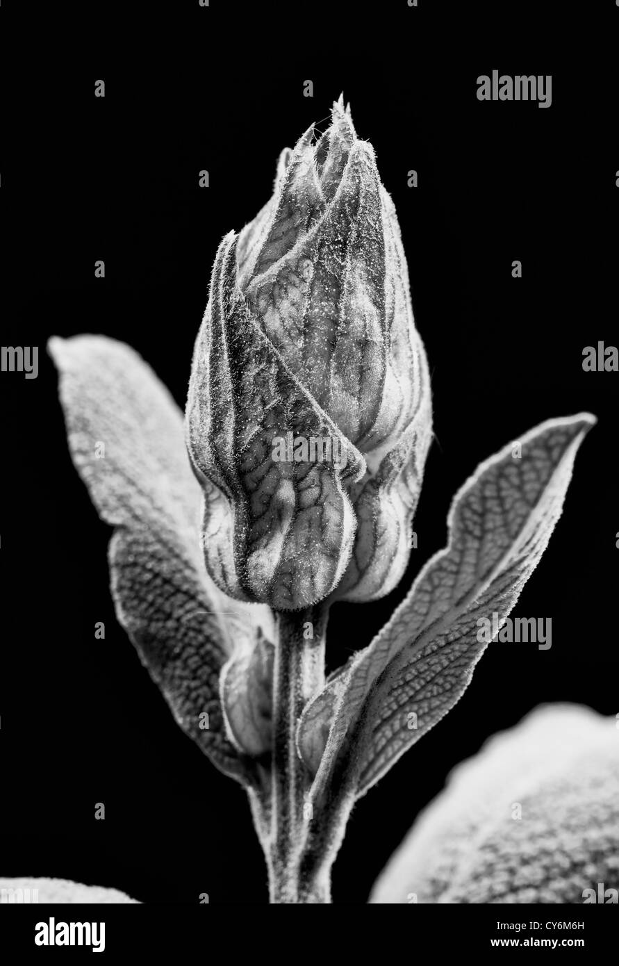 Sage bud close-up. Versione in bianco e nero. Foto Stock