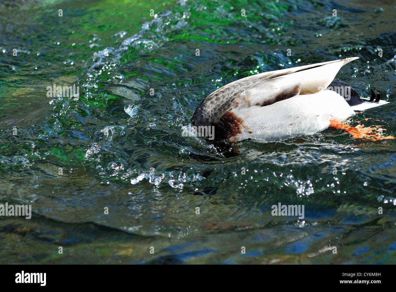 Canard un col vert plongeant la tête sous l'eau Vaucluse Provence Francia 84 Foto Stock