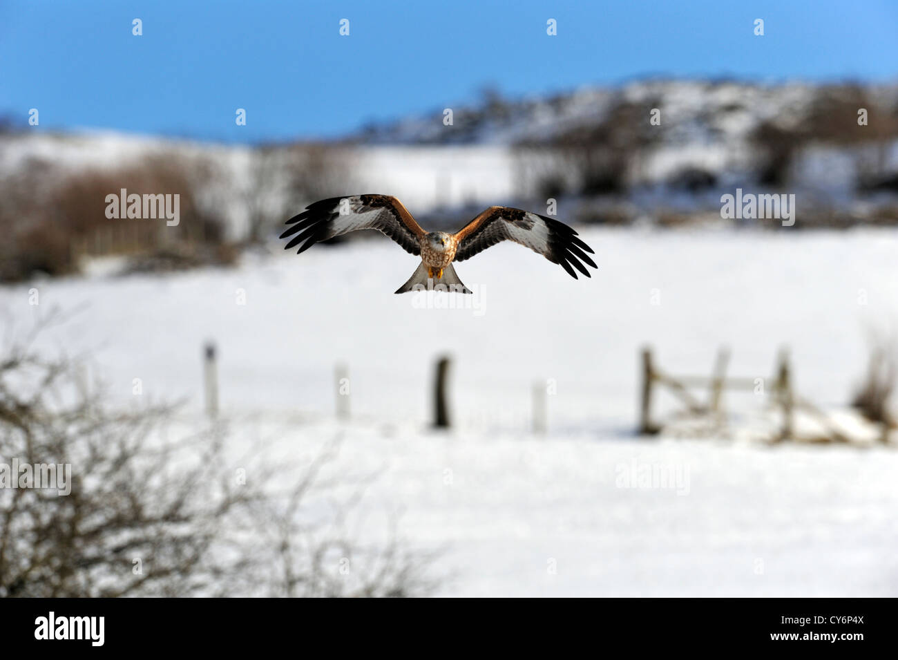 Nibbio reale (Milvus milvus) battenti Foto Stock