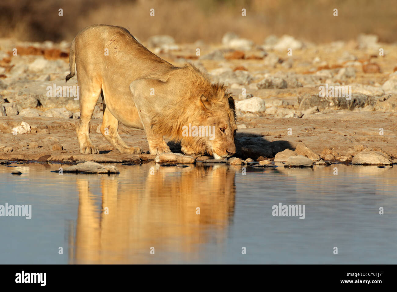 Maschio di leone africano (Panthera leo) acqua potabile, il Parco Nazionale di Etosha, Namibia, Sud Africa Foto Stock
