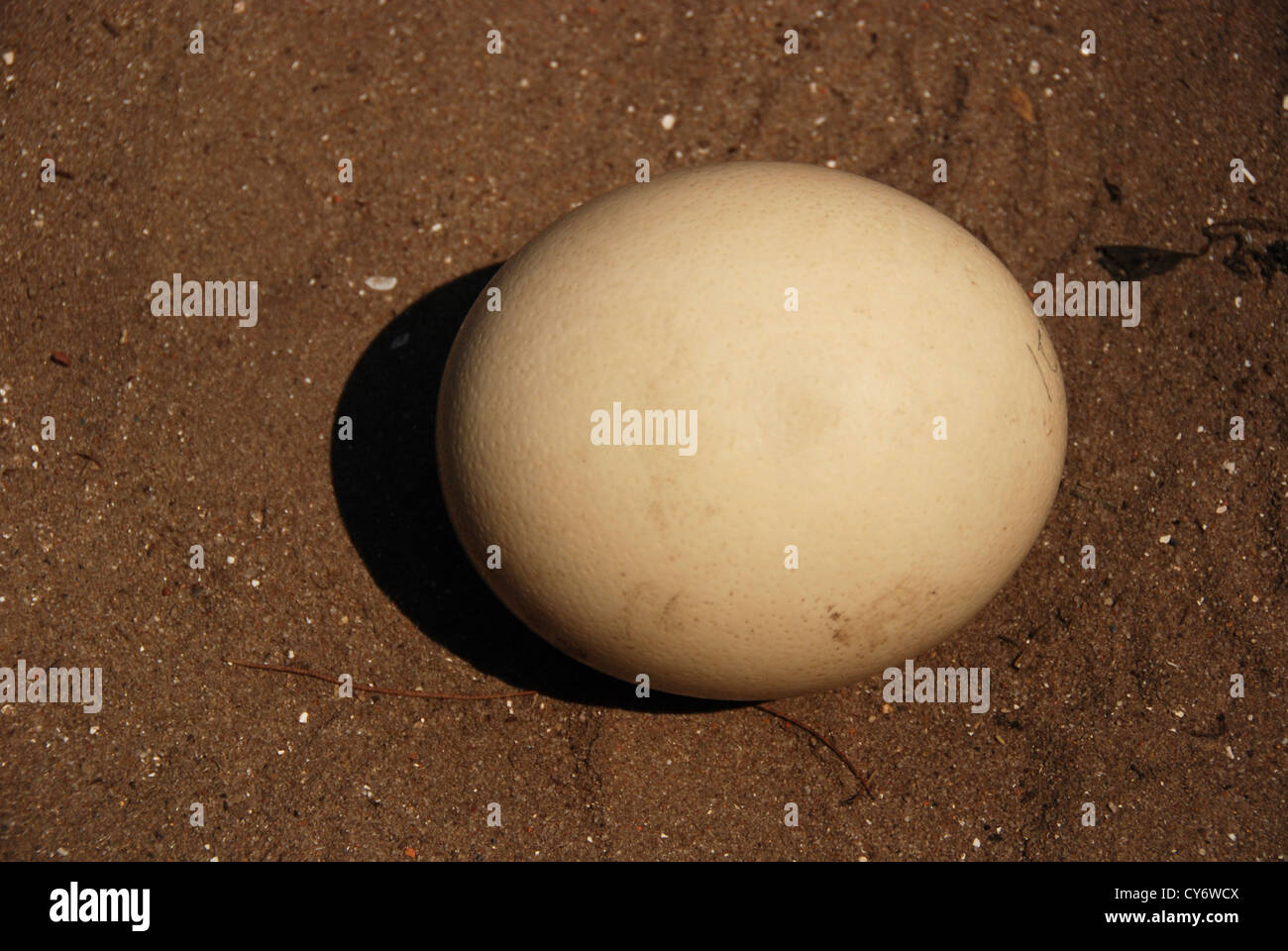 Uovo di struzzo in aziende agricole Foto Stock