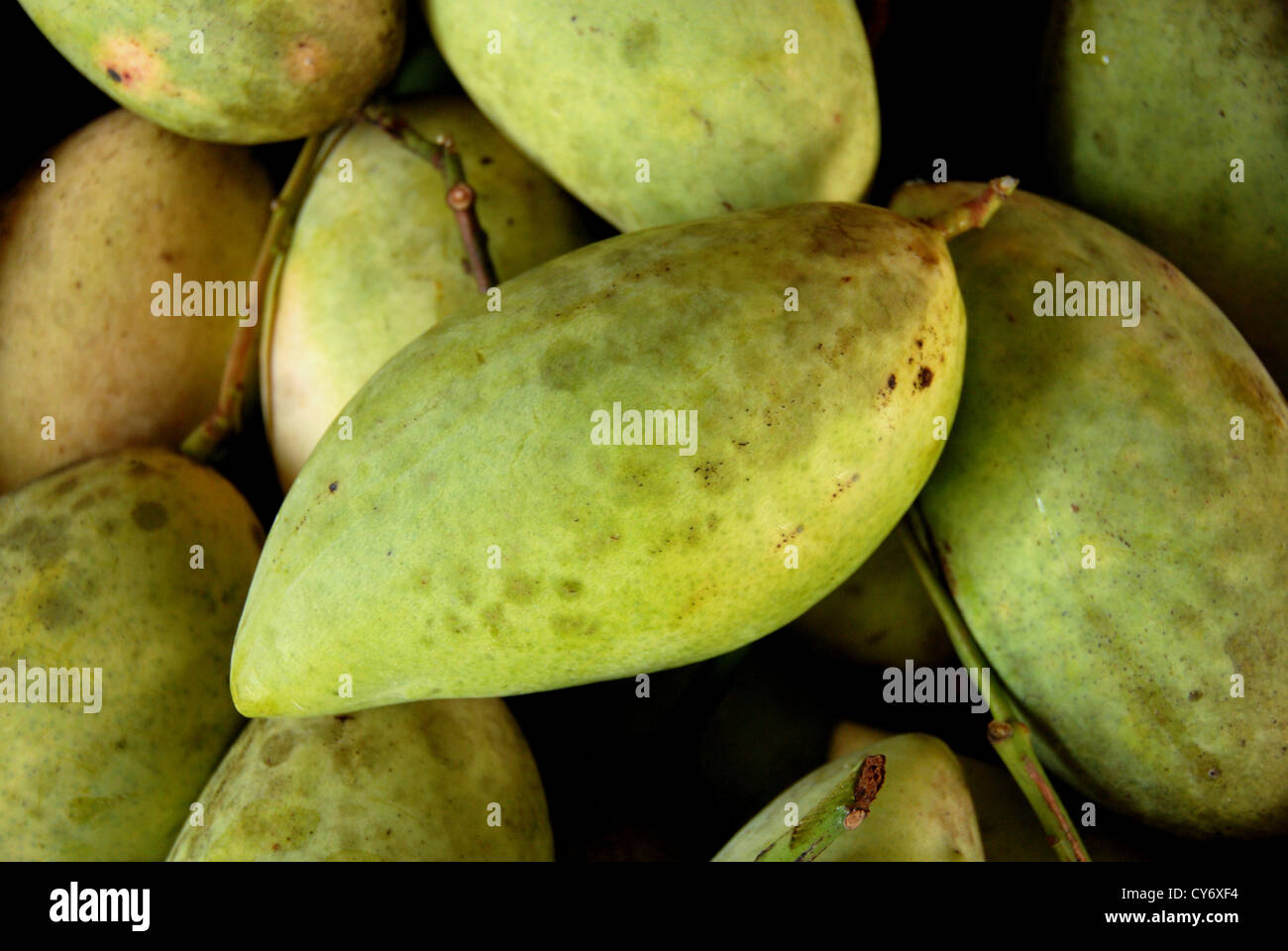 Green Mango nelle aziende agricole Foto Stock