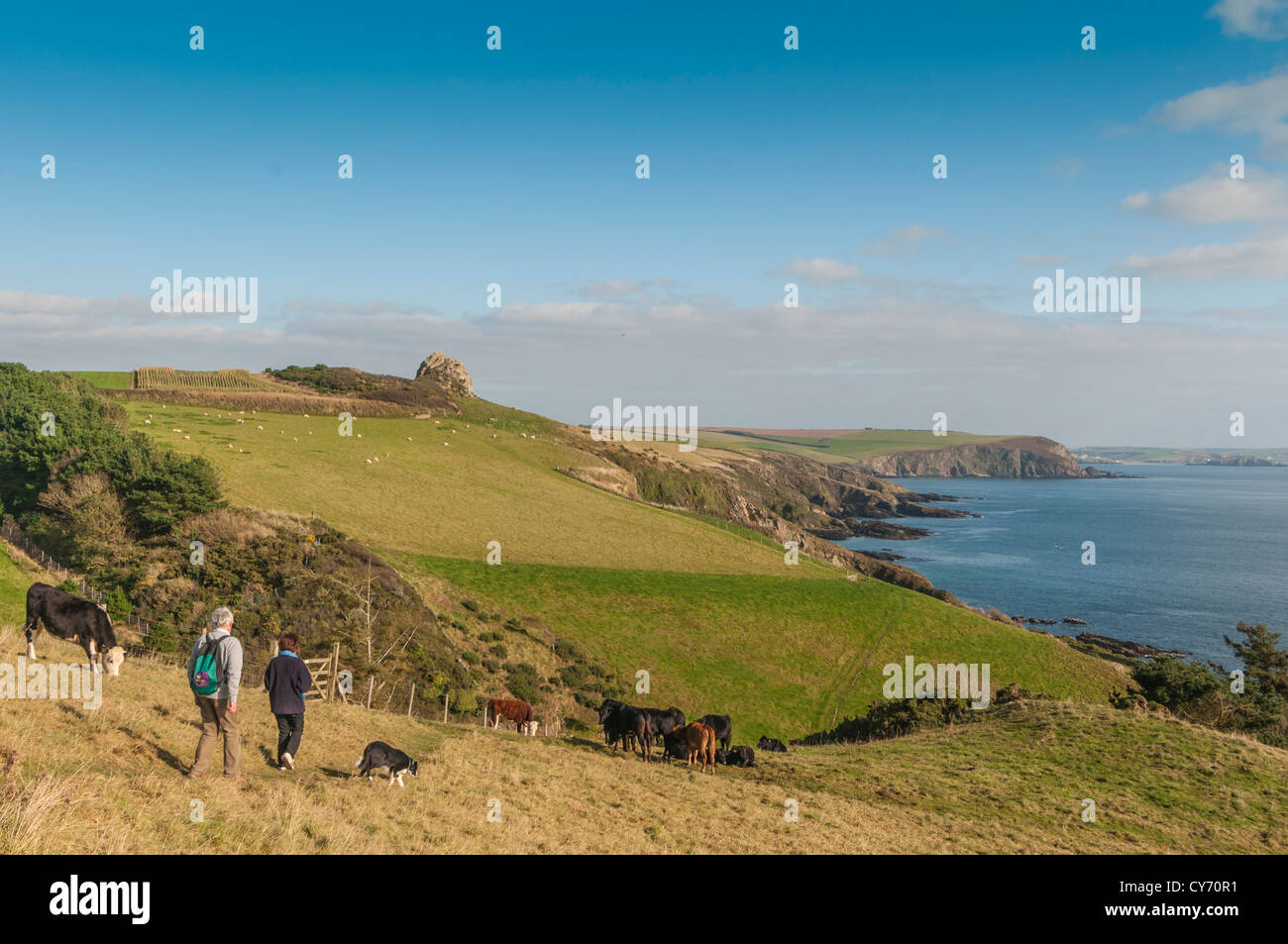 Una coppia e il loro cane a piedi il South Devon percorso costiero e pascolo bestiame a est di Plymouth in una serata di tarda estate. REGNO UNITO Foto Stock