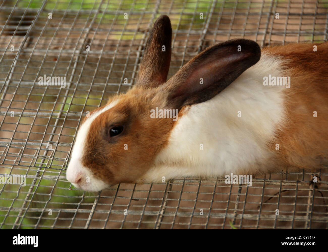 Coniglio in allevamenti di animali Foto Stock