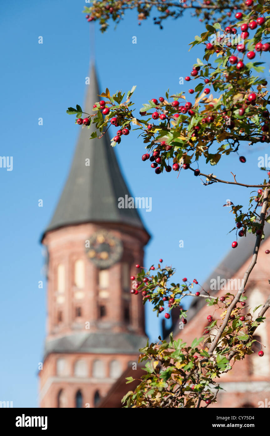 Mature biancospino e Kant cattedrale. Kaliningrad Foto Stock