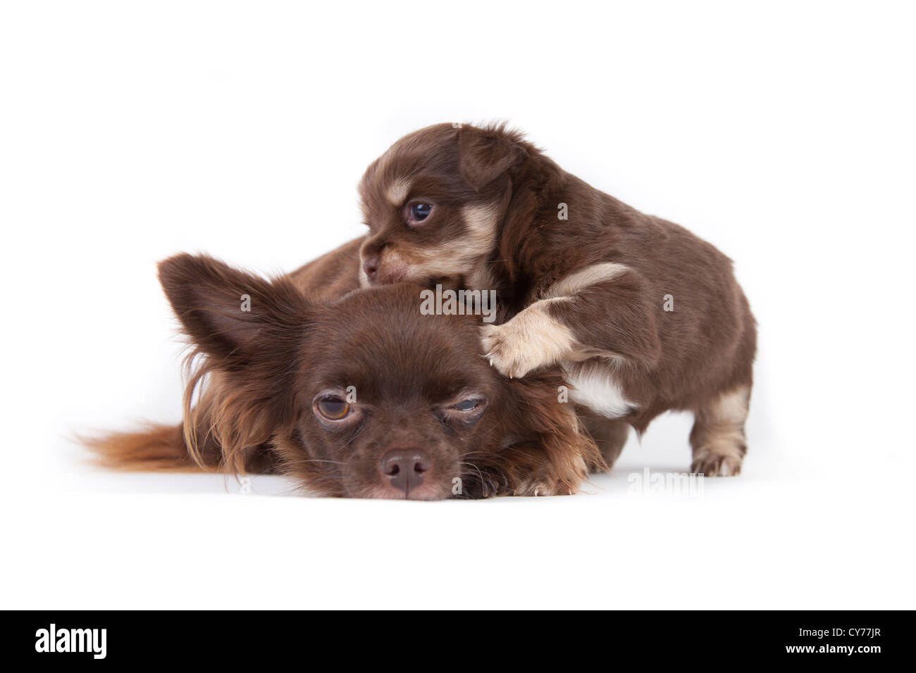 Chihuahua cucciolo isolato su sfondo bianco Foto Stock