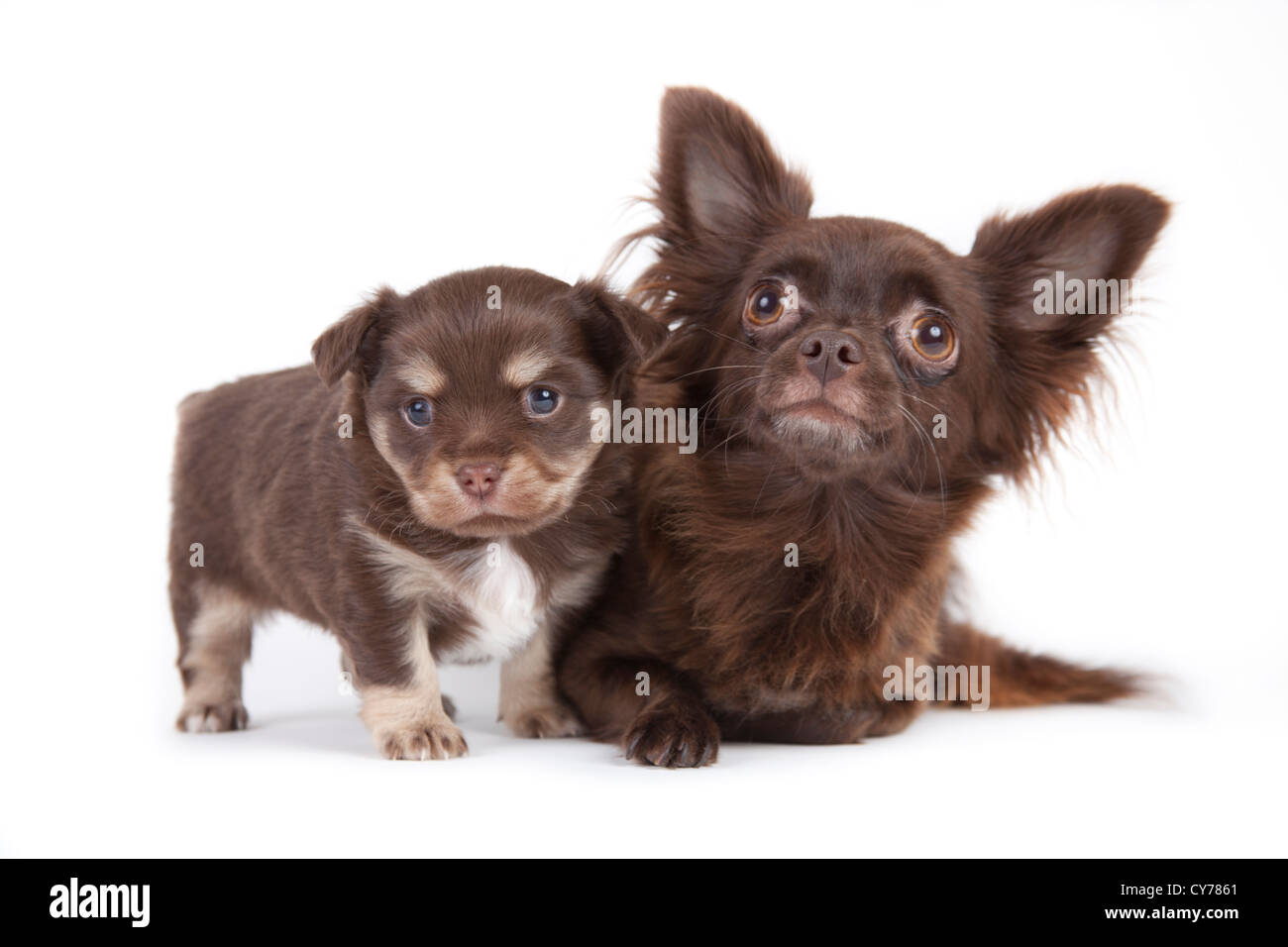 Chihuahua cucciolo isolato su sfondo bianco Foto Stock