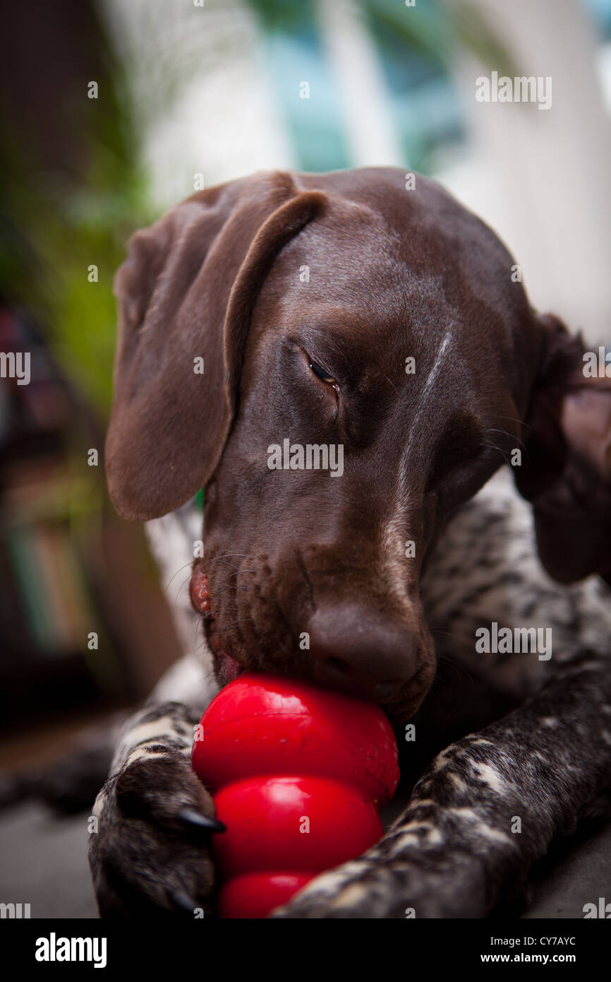 Il tedesco Shorthaired puntatore Pedigree cane Foto Stock