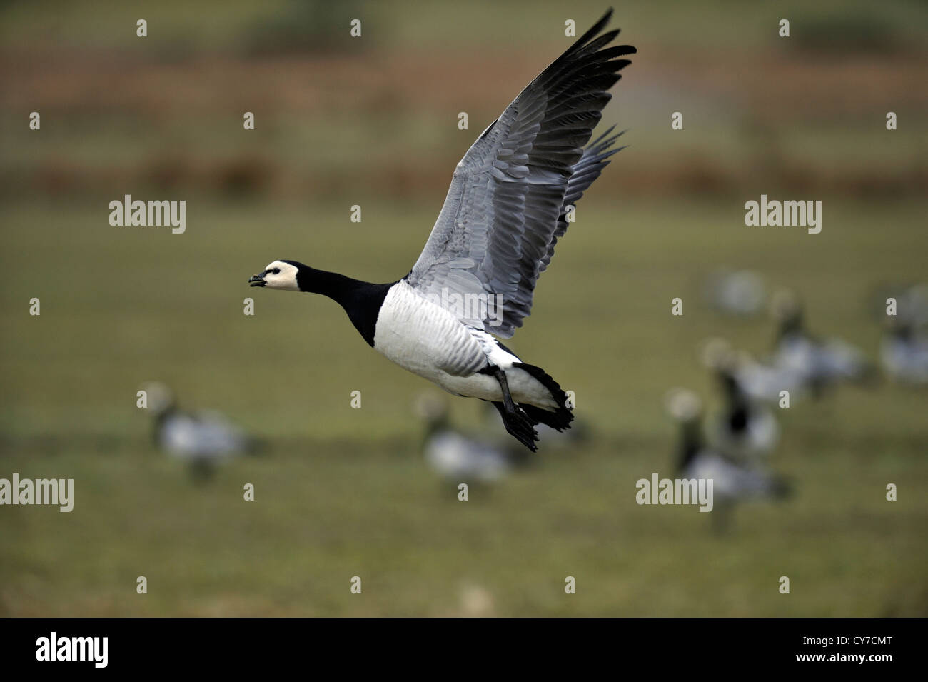 Oche facciabianca (Branta leucopsis) Foto Stock
