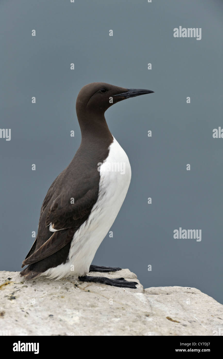 Comune di guillemot (Uria aalge) Foto Stock