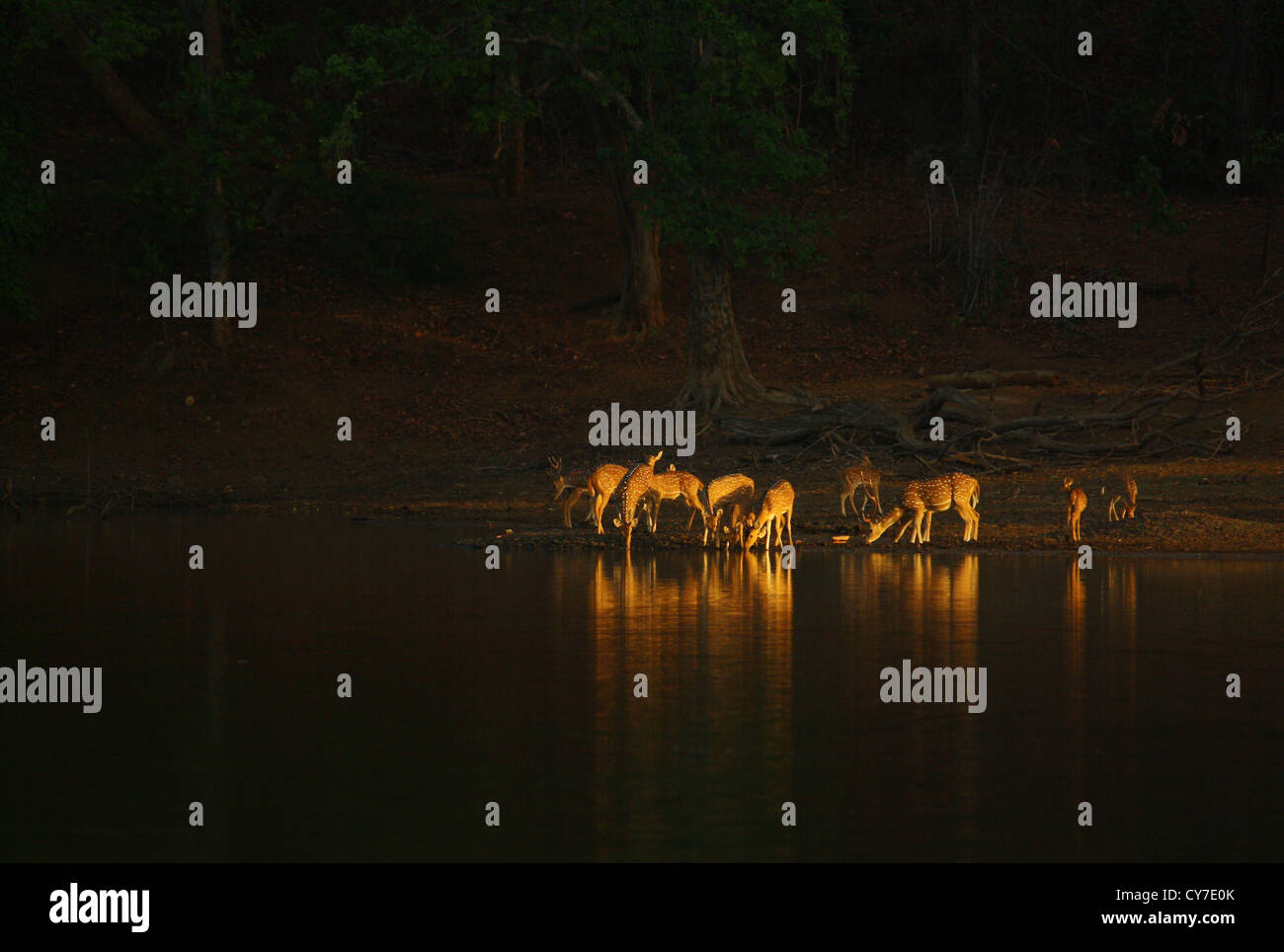 Allevamento di Spotted Cervi nella luce dorata Foto Stock