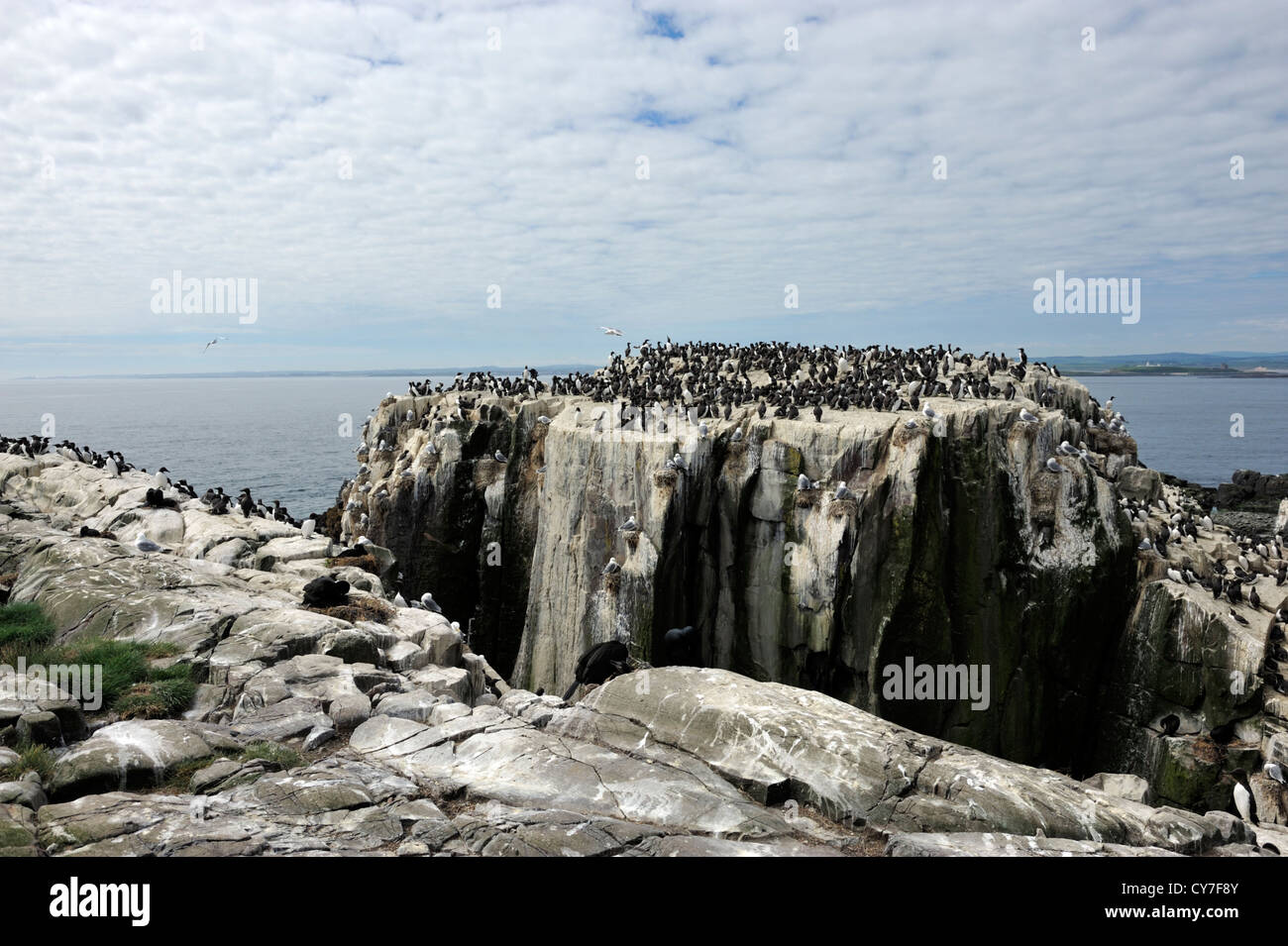 Comune di guillemot (Uria aalge) Foto Stock