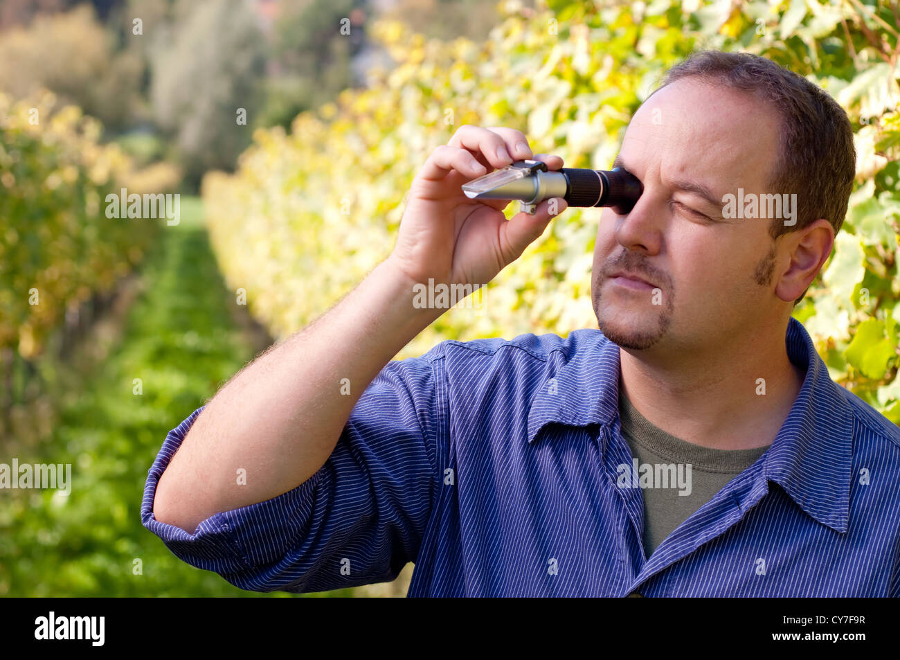 Giovane vignaiolo misura il tenore di zuccheri delle uve con un rifrattometro Foto Stock
