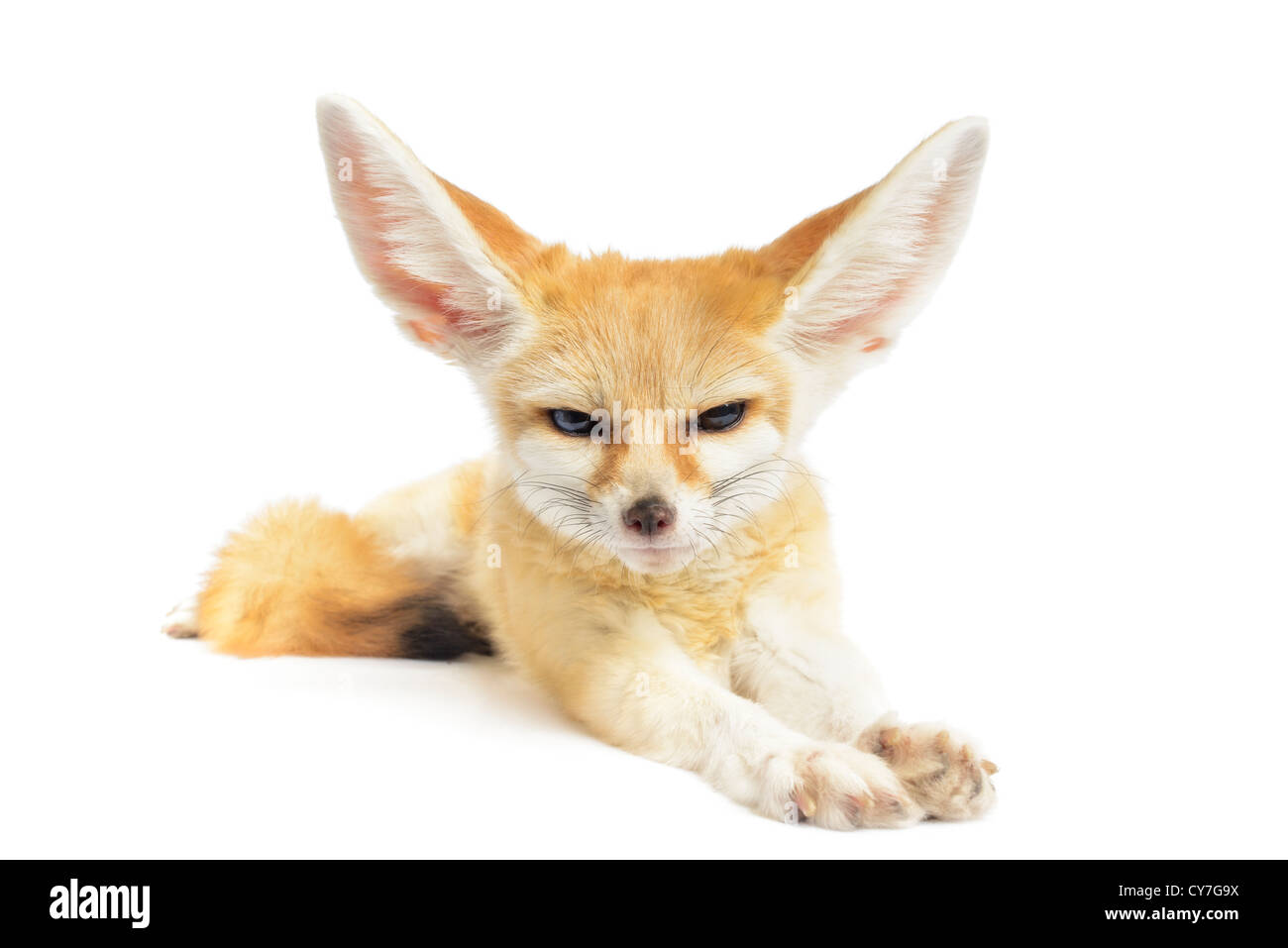 Fennec fox su bianco Foto Stock