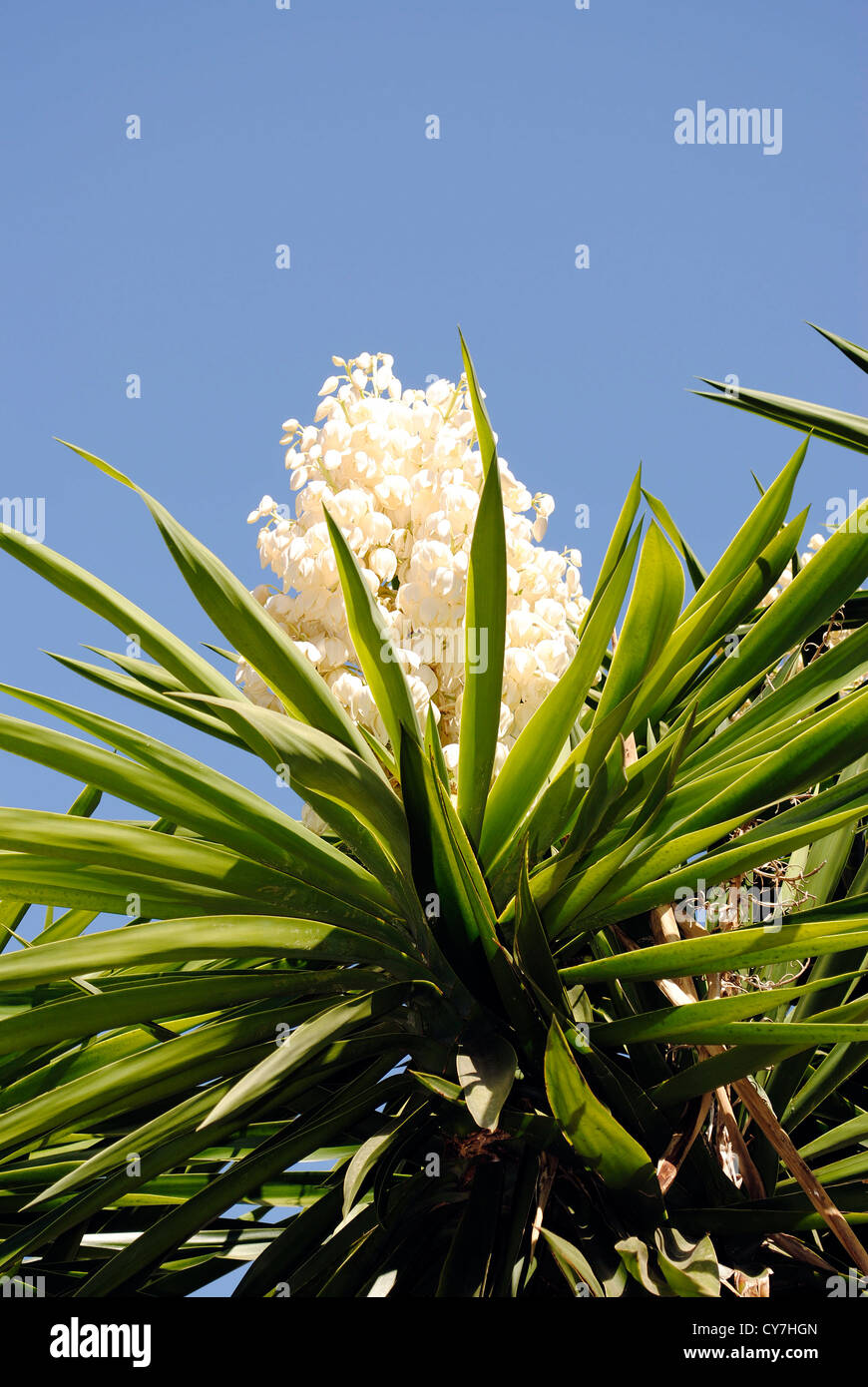 Yucca aloifolia Foto Stock