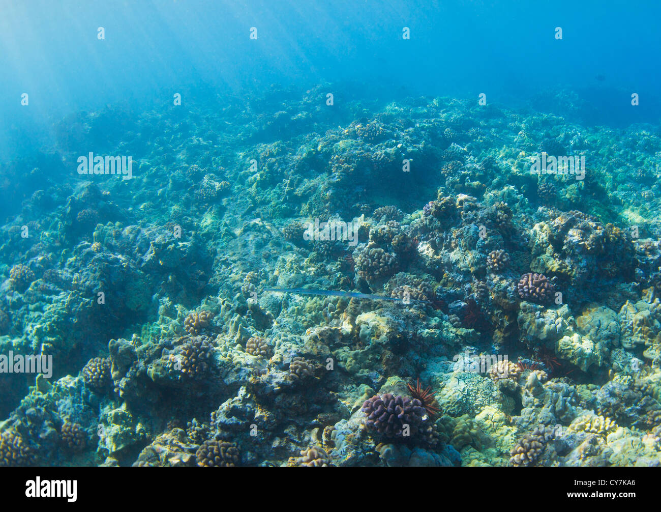 Coral Reef sott'acqua in Hawaii Foto Stock