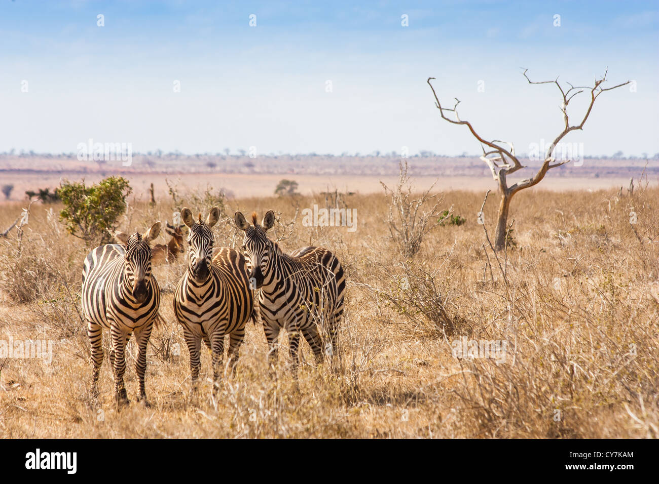 Kenya, parco nazionale orientale di Tsavo. Tre zebre guardando al fotografo, la luce del tramonto Foto Stock