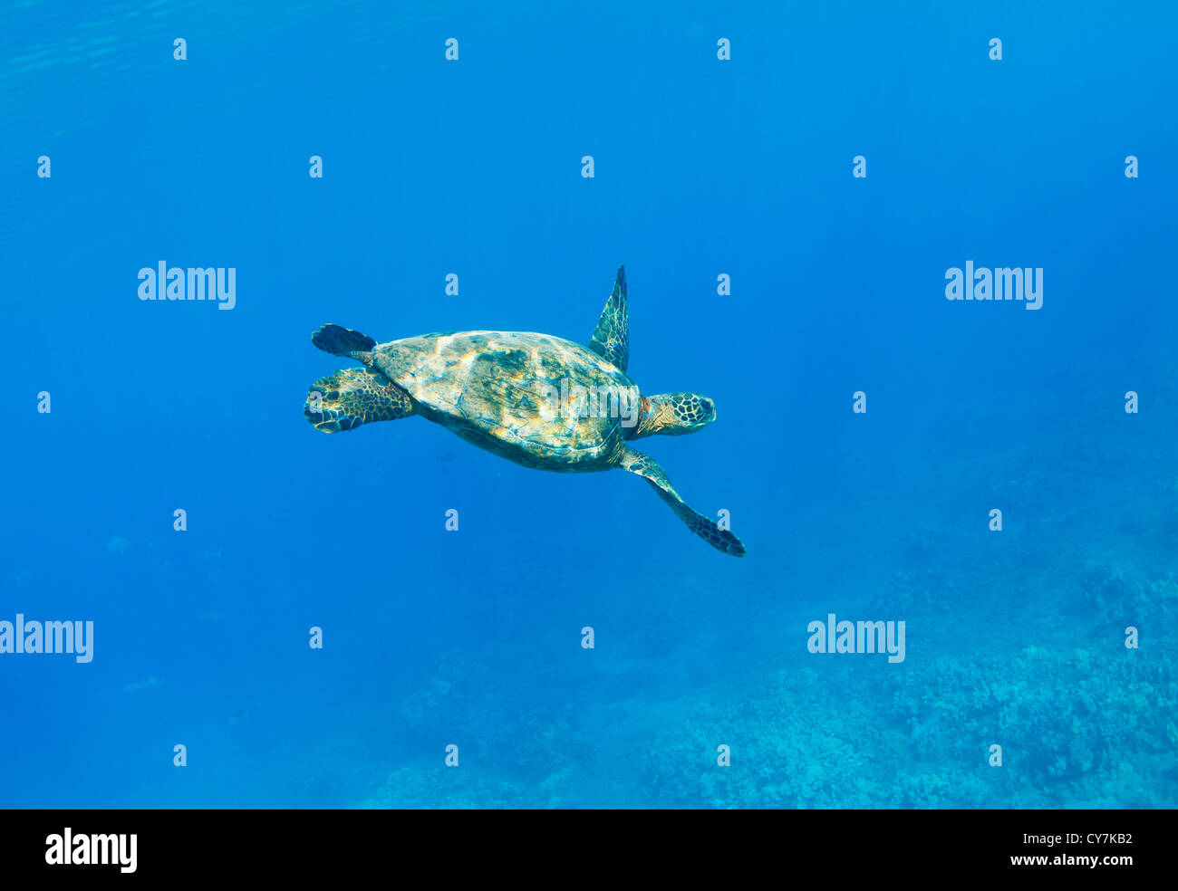 Tartaruga verde sotto l'acqua nelle Hawaii Foto Stock