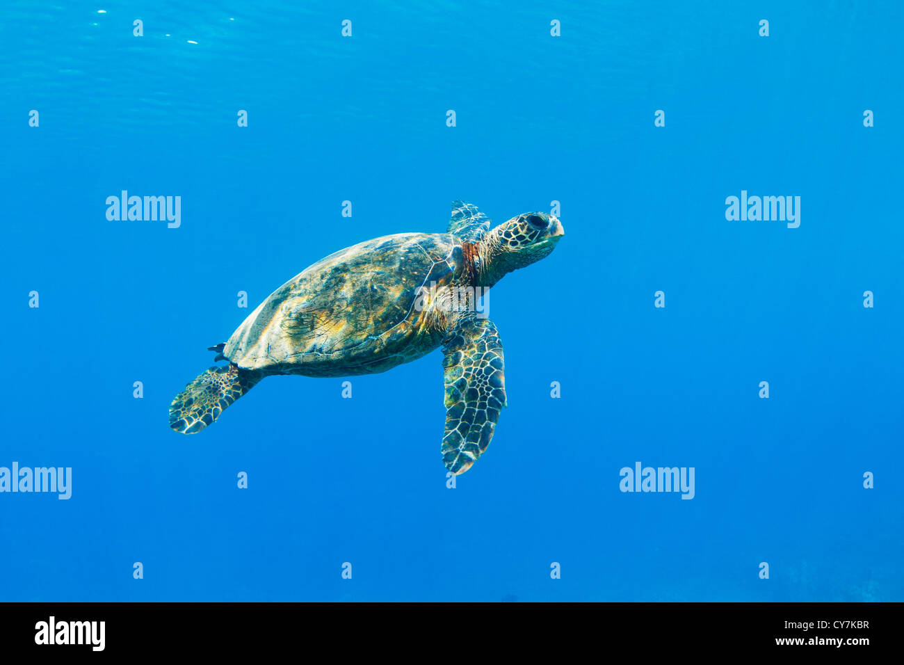 Tartaruga verde sotto l'acqua nelle Hawaii Foto Stock