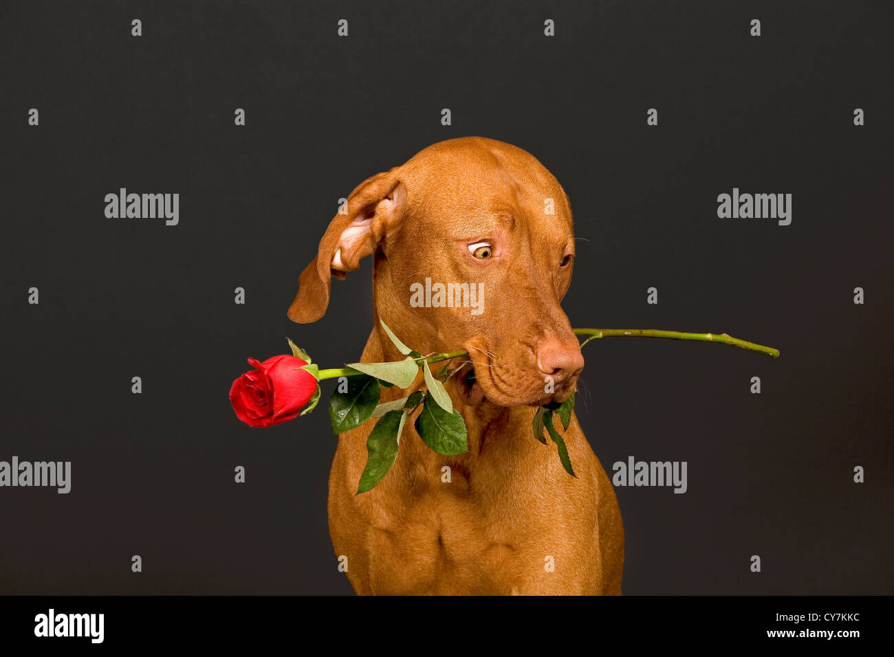 Cane tenendo il gambo di una rosa rossa in bocca Foto stock - Alamy