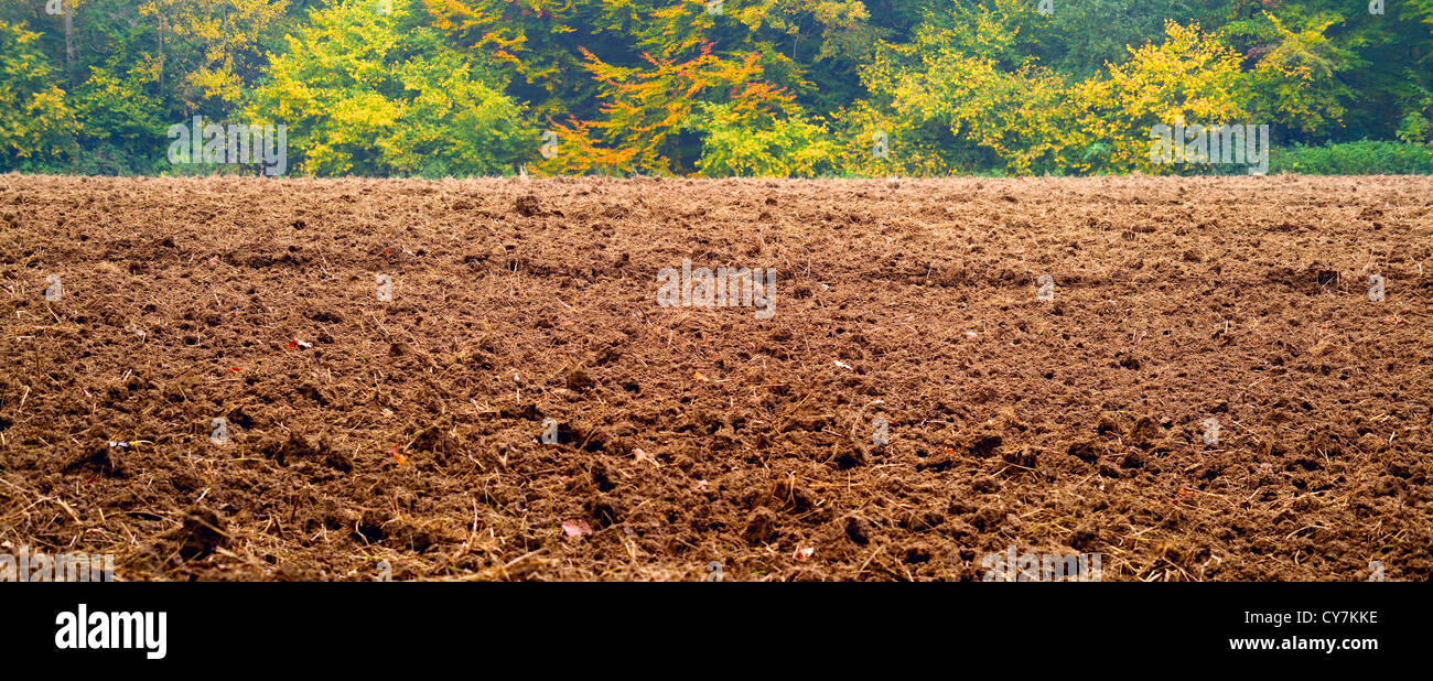 Campo Arato e bosco foresta mista (faggio, carpino e quercia ) in un giorno di nebbia, autunno, Saar/Germania (2 immagini cucito) Foto Stock