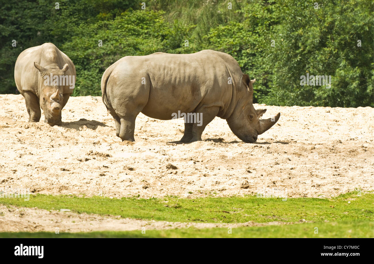 Rinoceronte bianco o Ceratotherium simum - più grande rinoceronte - specie in via di estinzione Foto Stock