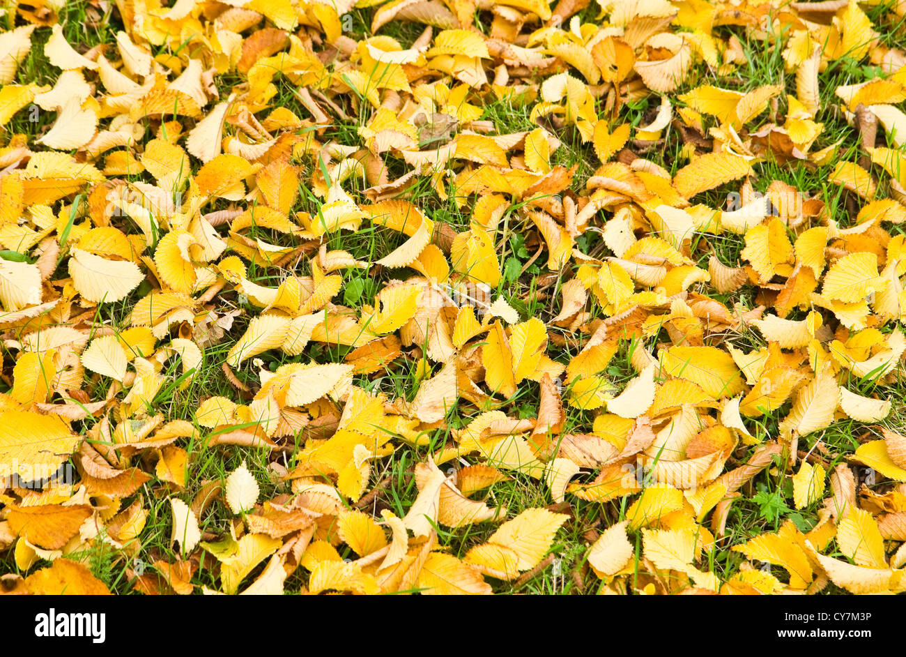 Sullo sfondo di un giallo Olmo caduto foglie in erba in autunno Foto Stock