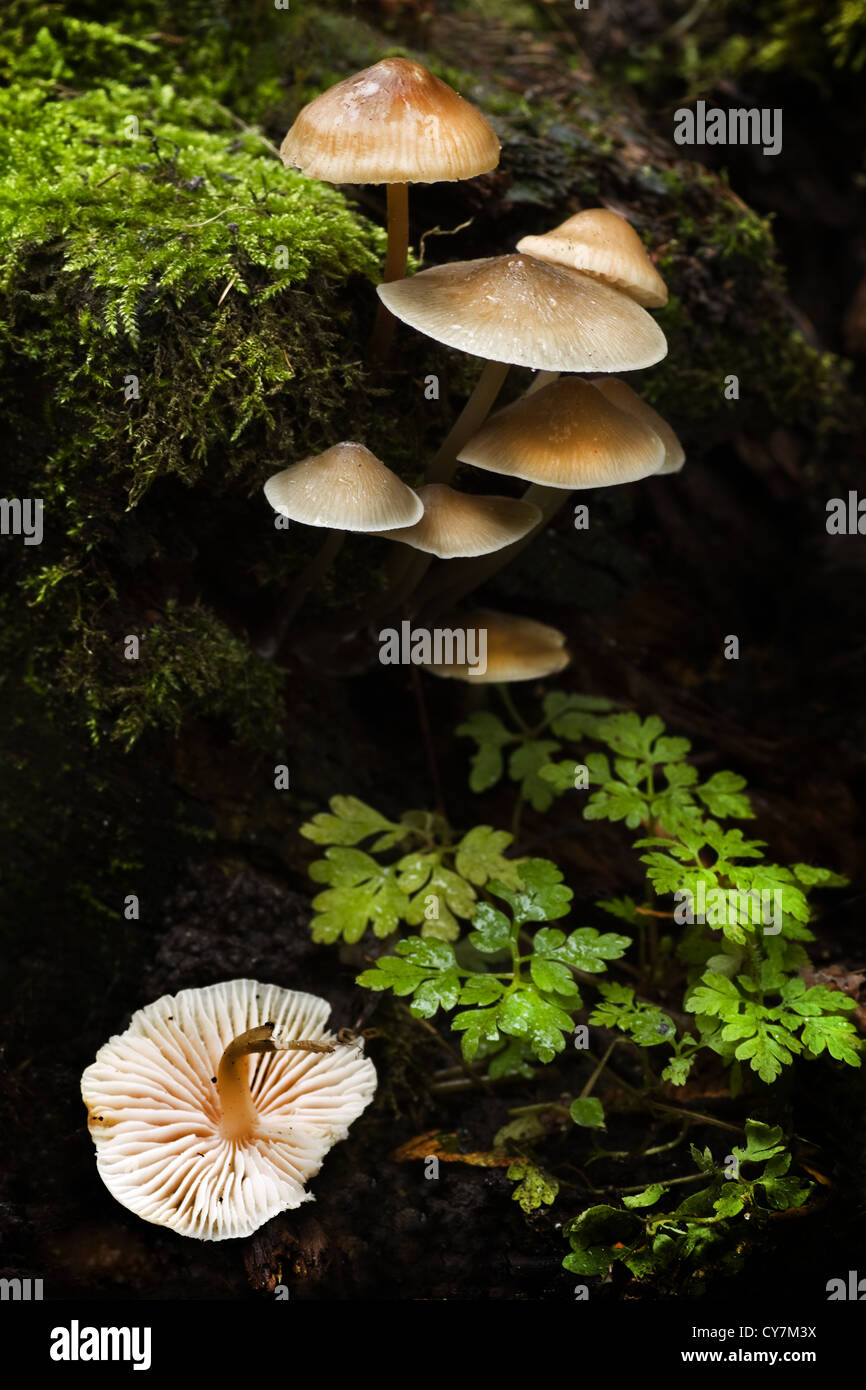 Piccolo gruppo di funghi con MOSS e piantine su piovosa giornata d'autunno Foto Stock