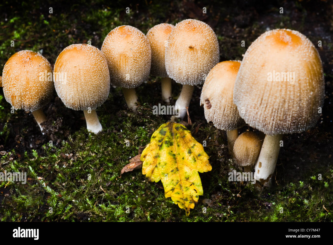 Piccolo gruppo di funghi in autunno crescono sotto agli alberi Foto Stock