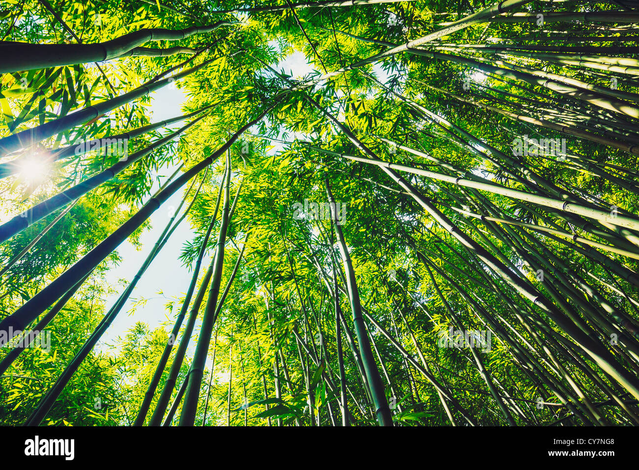 Foresta di Bamboo con la luce del sole di mattina Foto Stock
