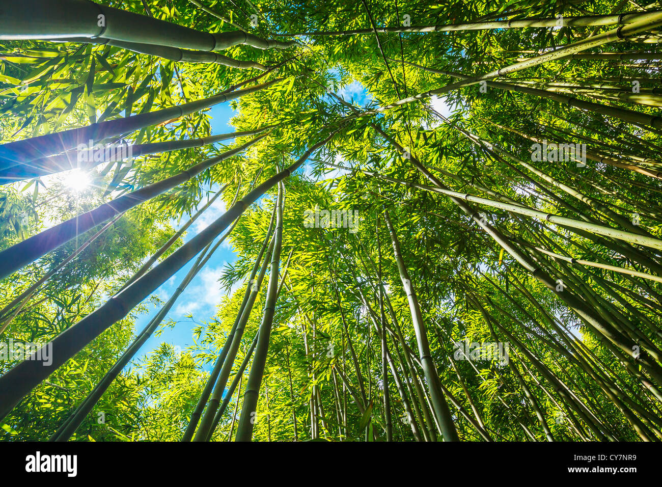Foresta di Bamboo con la luce del sole di mattina Foto Stock