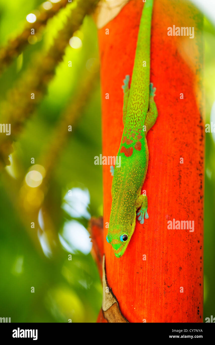 Esotici tropicali verde lucertola, vista macro leggera profondità di campo Foto Stock