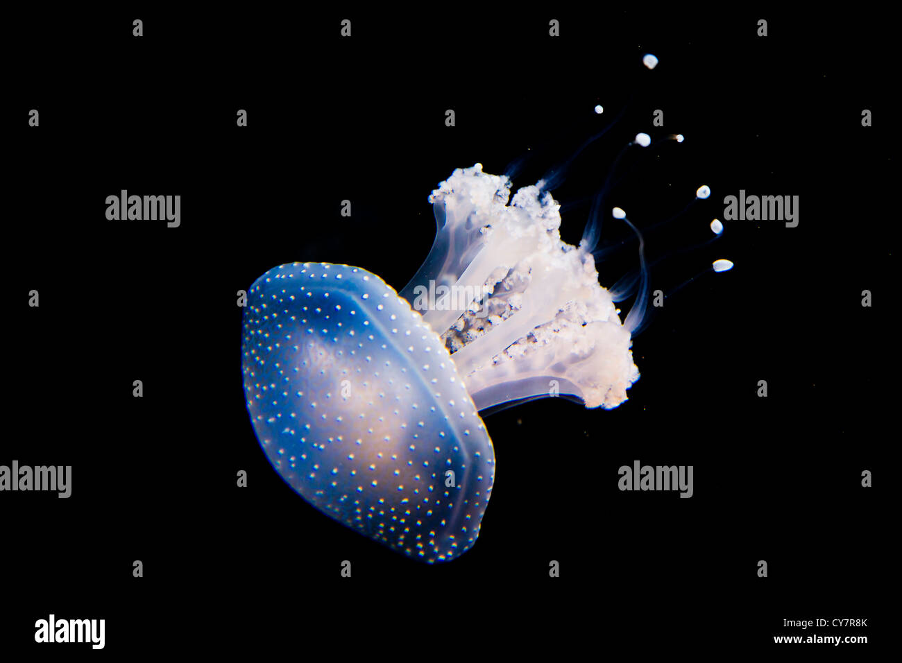 Avvistato Medusa (phyllorhiza punctata) l'Acquario Berlin in Berlin giardini zoologici, Berlino, Germania Foto Stock
