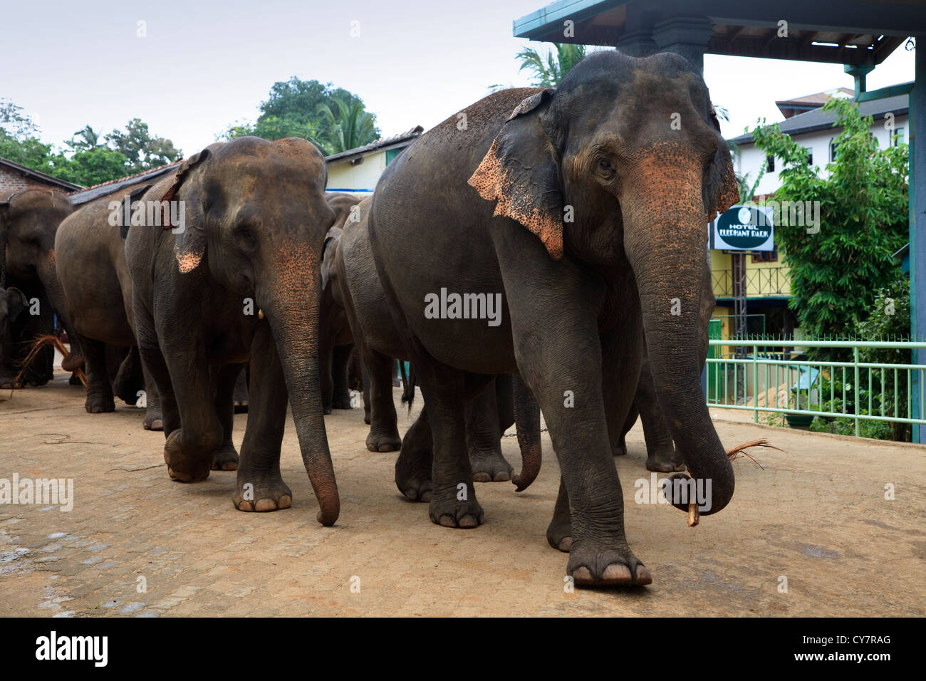 Gli elefanti da Pinnawalla l'Orfanotrofio degli Elefanti, Sri Lanka, camminando attraverso il villaggio di Kegella verso il fiume per il lavaggio Foto Stock