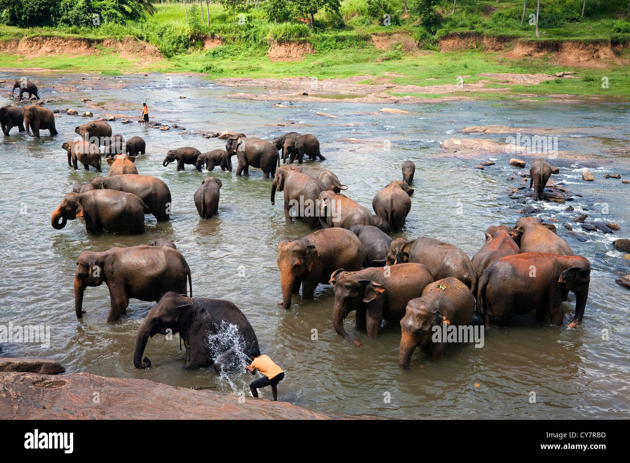 Gli elefanti da Pinnawalla l'Orfanotrofio degli Elefanti, Sri Lanka, essendo lavato e rinfrescati in fiume Foto Stock