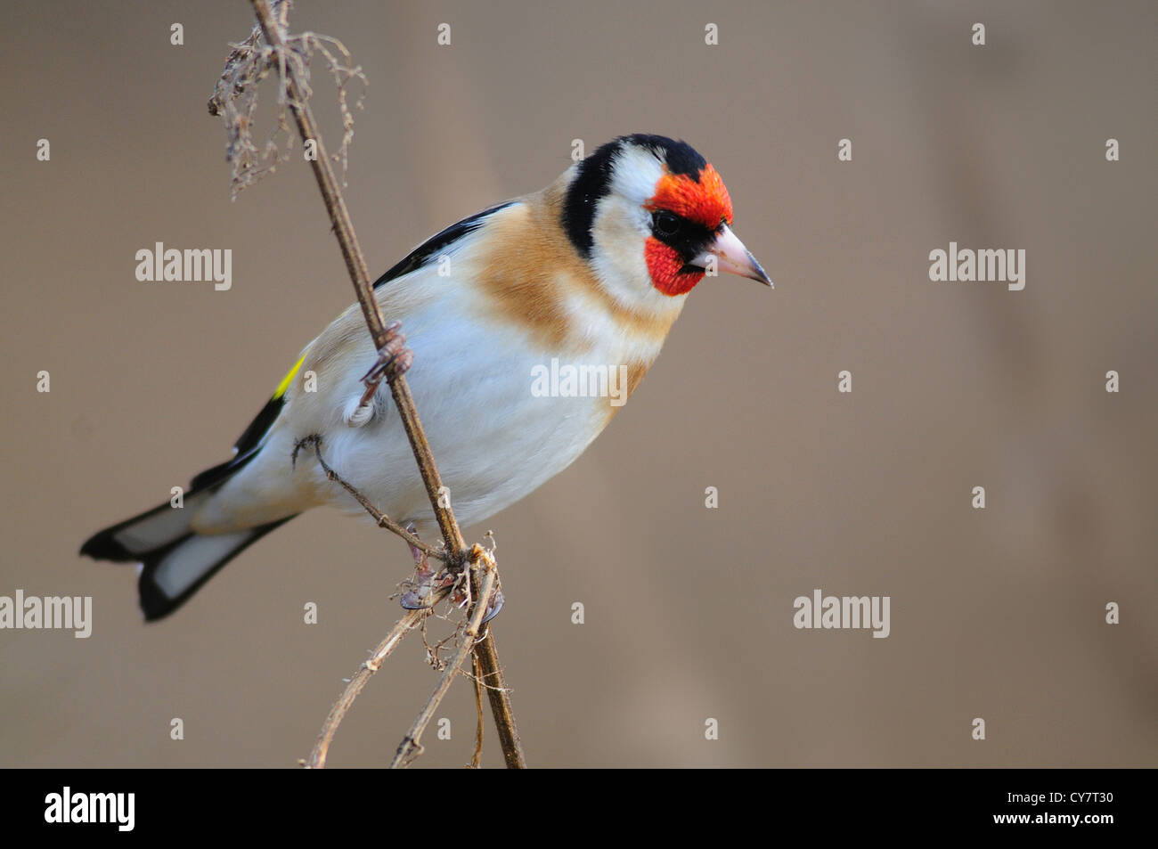 Cardellino su un gambo a secco in un giardino. Gennaio 2010 Foto Stock