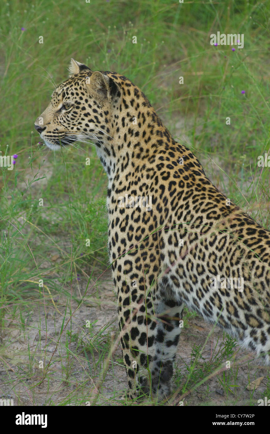 Leopardi del maggiore parco di Kruger, Sud Africa Foto Stock