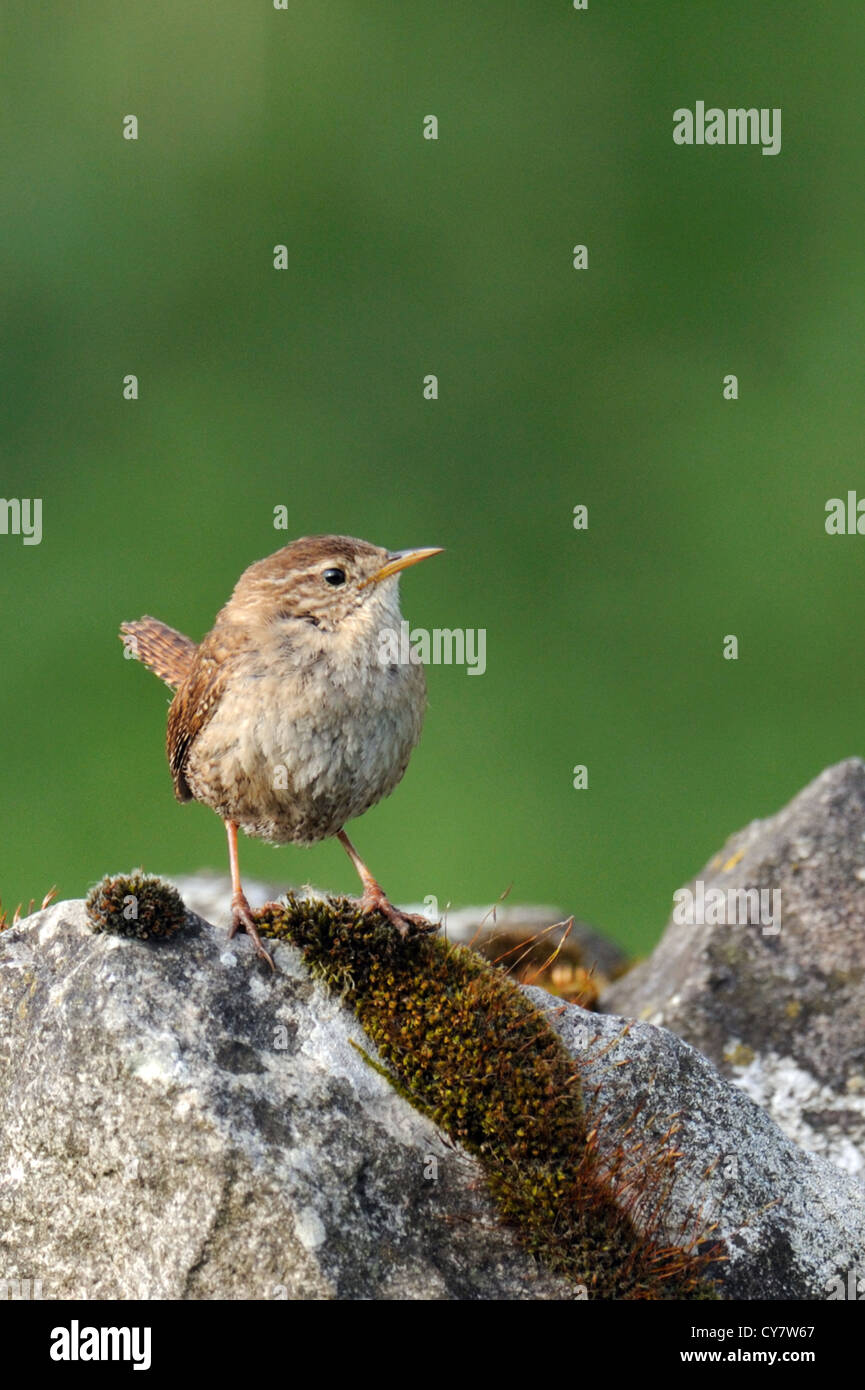 Wren (Troglodytes troglodytes) Foto Stock