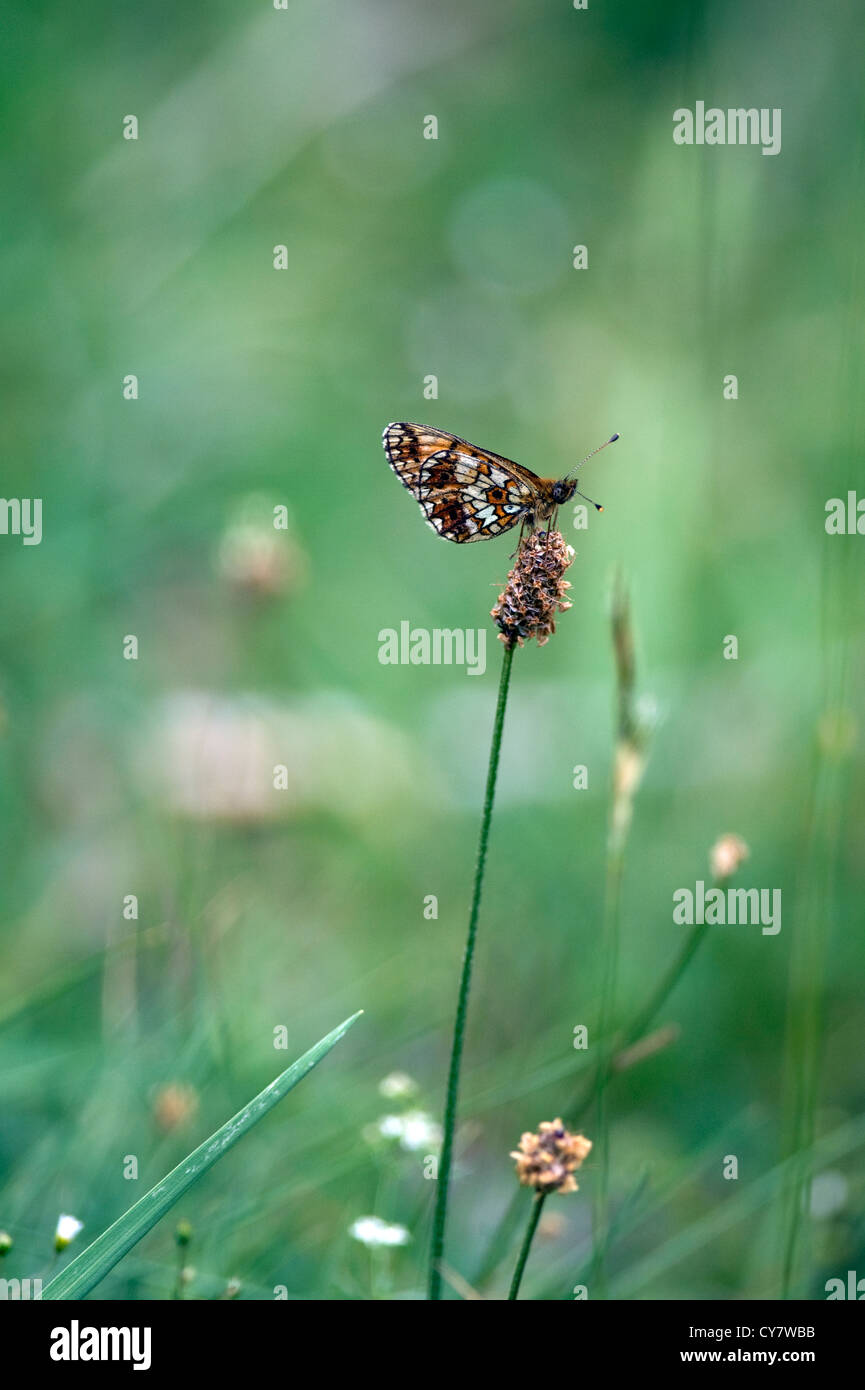 Piccola perla confina fritillary butterfly (Boloria selene) Foto Stock