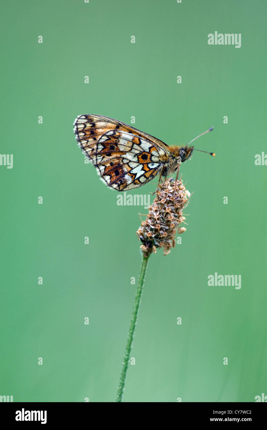 Piccola perla confina fritillary butterfly (Boloria selene) Foto Stock
