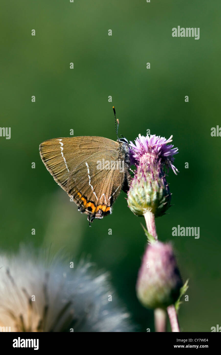 Bianco-lettera hairstreak (farfalla Satyrium w-album) Foto Stock